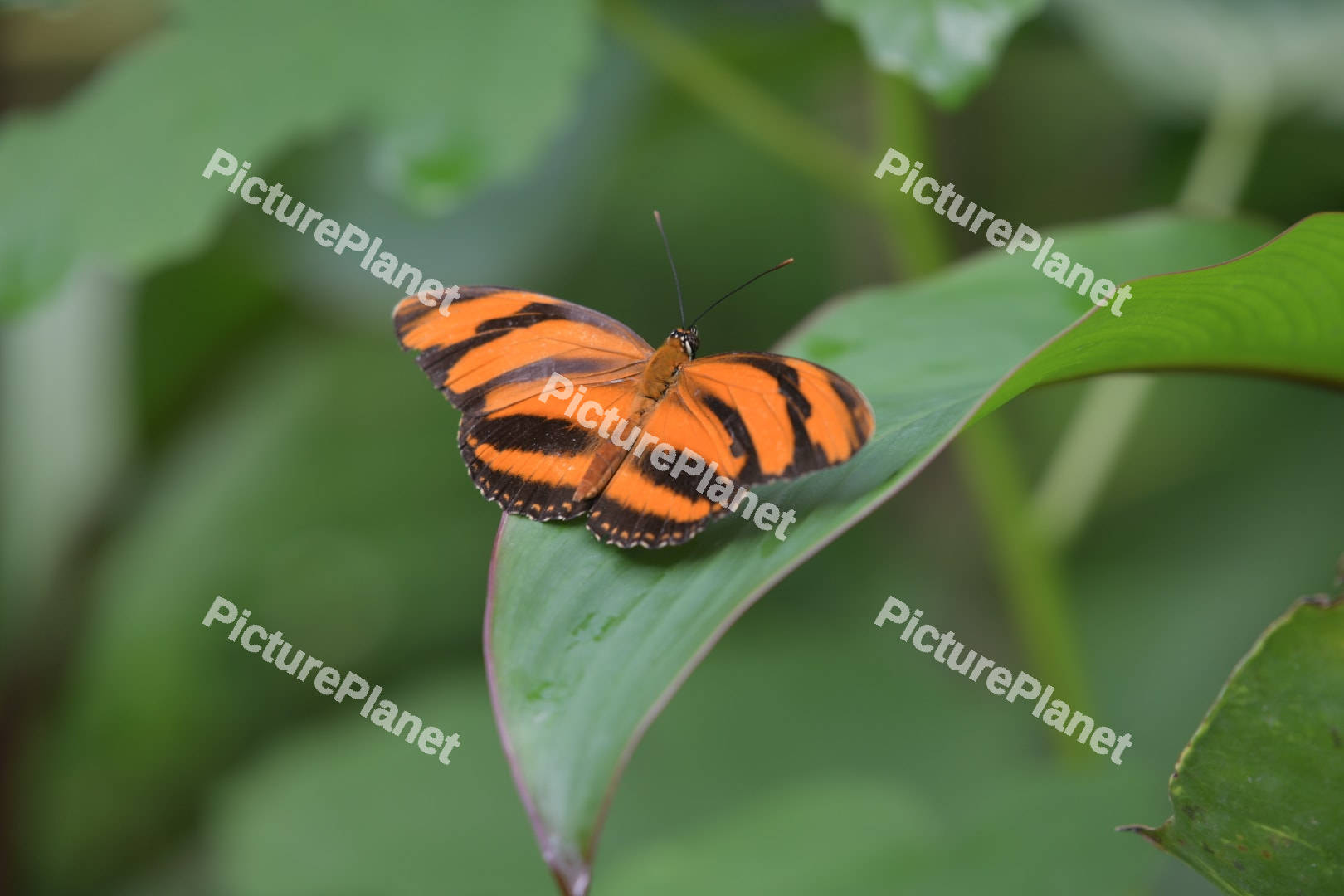 Dryadula phaetusa butterfly